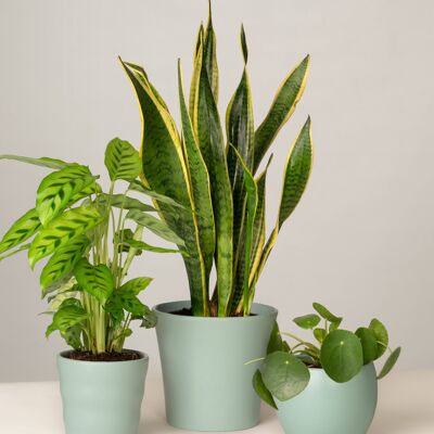 Calathea, Bogenhanf, Pilea - Green Surf