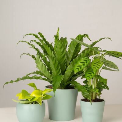 Efeutute, Nestfarn, Calathea - Green Surf