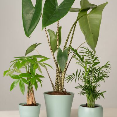 Glückskastanie, Alocasia, Bergpalme - Green Surf