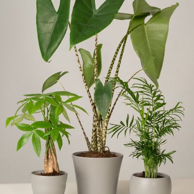 Glückskastanie, Alocasia, Bergpalme - Stone Grey