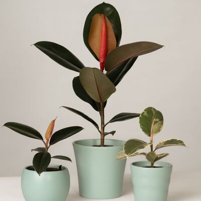 Ficus Elastica Mix - Green Surf