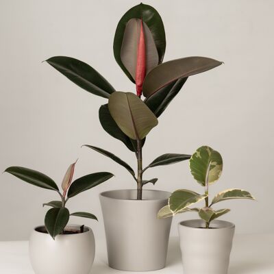 Ficus Elastica Mix - Stone Grey