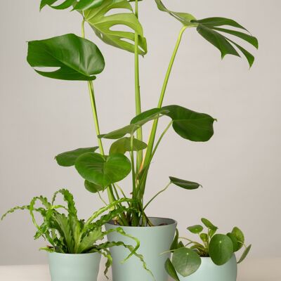 Nestfarn, Monstera, Pilea - Green Surf