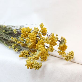 Botte de fleurs séchées - Lona jaune 2