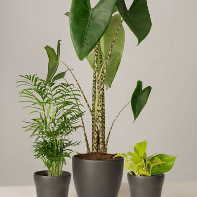 Bergpalme, Alocasia, Efeutute - Anthrazit