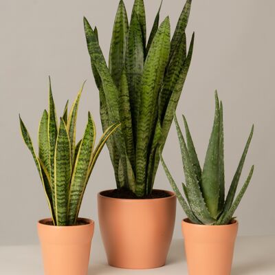 Bogenhanf, Aloe Vera - Toscane