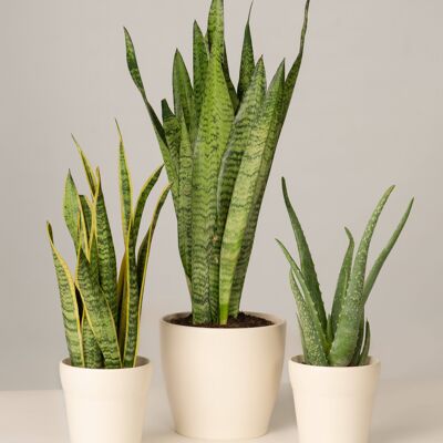 Bogenhanf, Aloe Vera - Panna