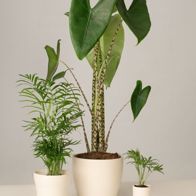 Bergpalme, Alocasia, Bergpalme - Panna