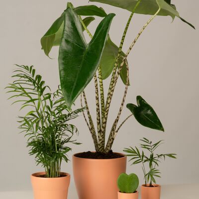 Bergpalme, Alocasia, Hoya Kerrii - Toscane