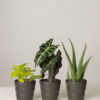 Efeutute, Alocasia, Aloe Vera - Anthrazit