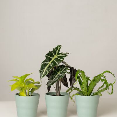 Efeutute, Alocasia, Nestfarn - Green Surf