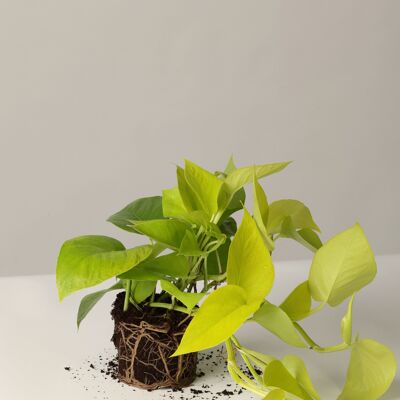 Efeutute, Maranta, Pilea - Stone Grey