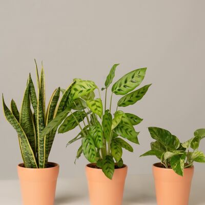 Bogenhanf, Calathea, Efeutute - Toscane