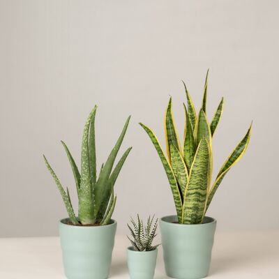 Aloe Vera, Haworthia, Bogenhanf - Green Surf