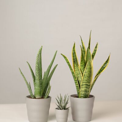 Aloe Vera, Haworthia, Bogenhanf - Stone Grey