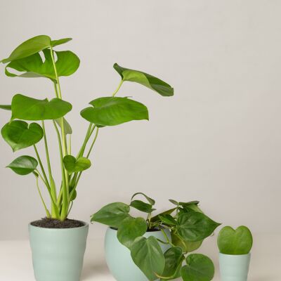 Monstera, Philodendron, Hoya Kerrii - Green Surf