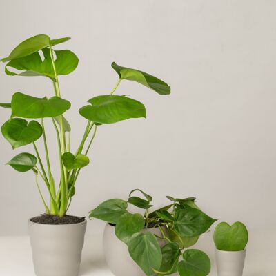 Monstera, Philodendron, Hoya Kerrii - Stone Grey