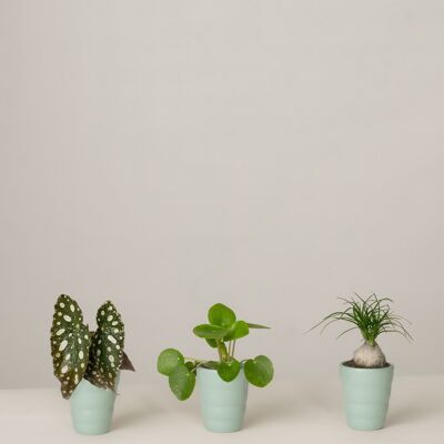 Begonie, Pilea, Elefantenfuß - Green Surf