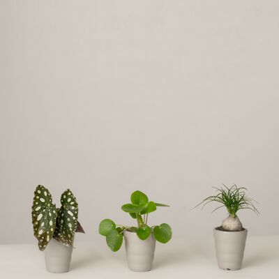 Begonie, Pilea, Elefantenfuß - Stone Grey