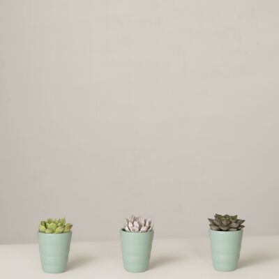 Sukkulenten Echeveria im Anni - Green Surf