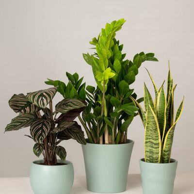 Calathea, Glücksfeder, Bogenhanf - Green Surf