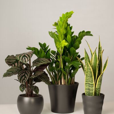 Calathea, Glücksfeder, Bogenhanf - Anthrazit