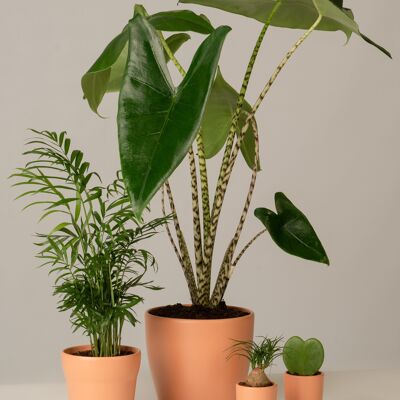 Bergpalme, Alocasia, Hoya Kerrii, Elefantenfuß - Toscane