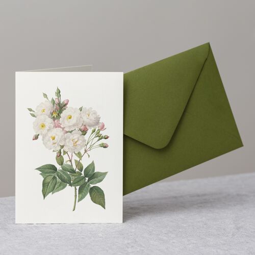 Rose Noisette Greeting Card+Envelope