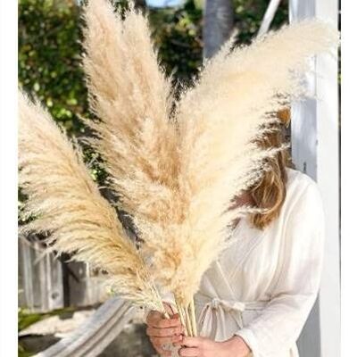 XL fluffy pampas plumes - decoration - dried flowers - 100 cm