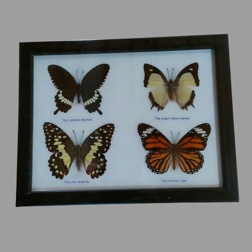 4 butterflies in frame