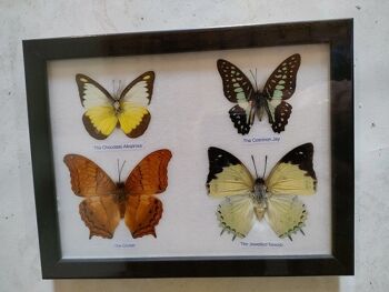 4 papillons dans le cadre 2
