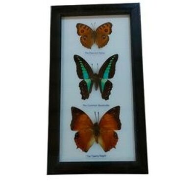 3 Schmetterlinge im Rahmen