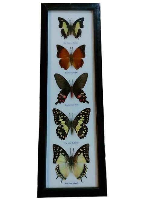Butterflies in frame 5