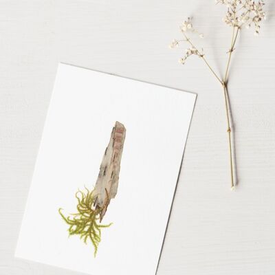 Birch Herbarium (bark) • A6 size • to frame