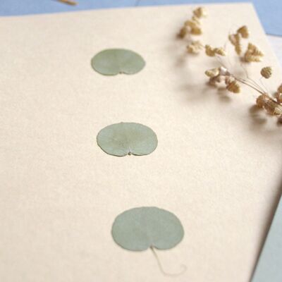 Eucalyptus Herbarium (leaves) • A5 format • to be framed