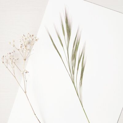 Herbarium Wild oatgrass (flower) • A4 format • to be framed