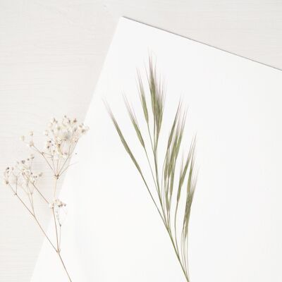 Herbario Wild oatgrass (flor) • formato A4 • para enmarcar