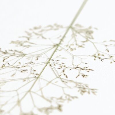 Herbario Hierba eragrostis (flor) • formato A4 • para enmarcar