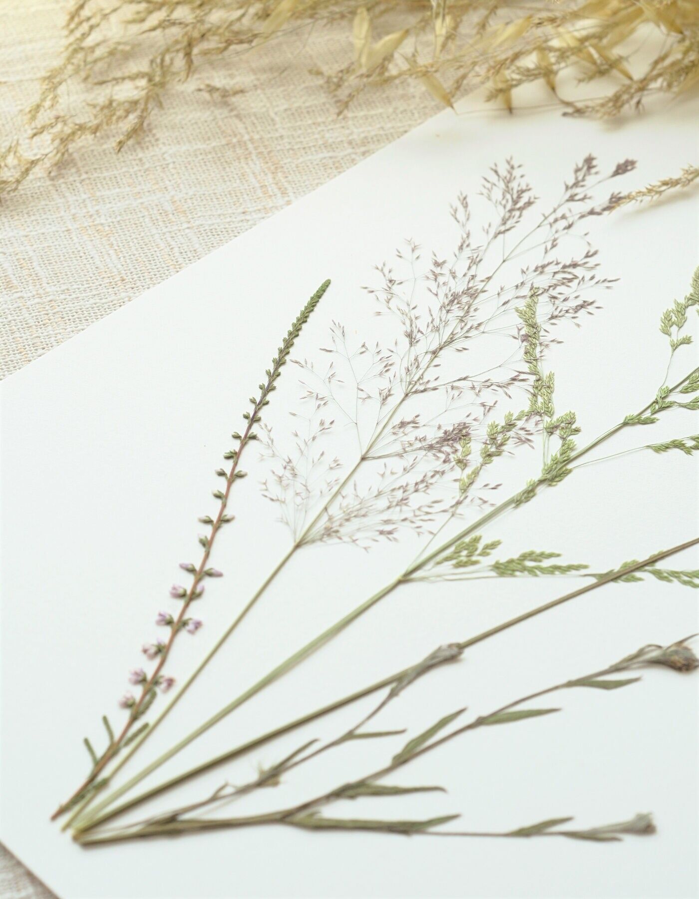 Gräserstrauß-Herbarium • A4-Format • zum Einrahmen