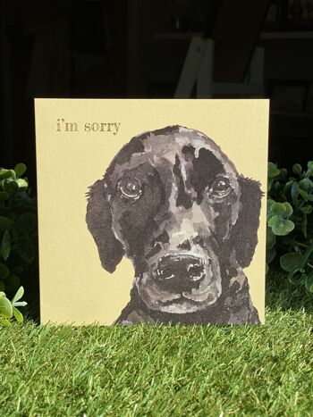 I'm Sorry Colour Pop Dog greeting card 1