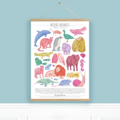Poster XL _ Moeurs Animales + aste per appendere