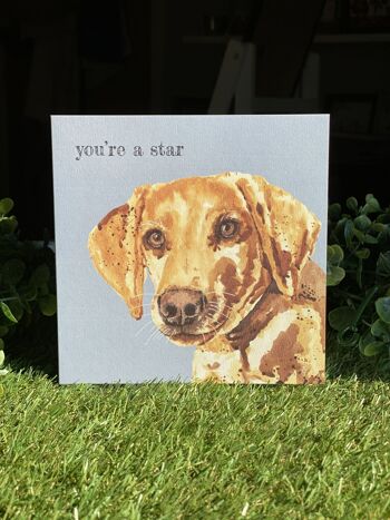 You're A Star Colour Pop dog greeting card 1