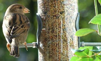 Streufutter 20 kg XL sac de graines pour oiseaux, toute l'année grain nourrir les oiseaux sauvages pour la dispersion (24098e) 4