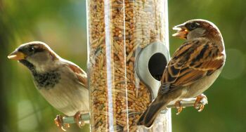 Streufutter 20 kg XL sac de graines pour oiseaux, toute l'année grain nourrir les oiseaux sauvages pour la dispersion (24098e) 5