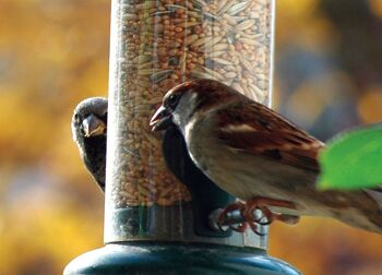 Streufutter 20 kg XL sac de graines pour oiseaux, toute l'année grain nourrir les oiseaux sauvages pour la dispersion (24098e) 6