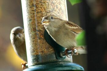 Streufutter 20 kg XL sac de graines pour oiseaux, toute l'année grain nourrir les oiseaux sauvages pour la dispersion (24098e) 7