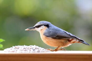 Graines de tournesol décortiquées Sac de nourriture pour oiseaux XL de 20 kg, nourriture pour oiseaux sauvages toute l'année à saupoudrer (24097e) 2