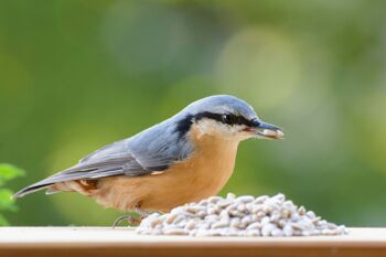 Graines de tournesol décortiquées Sac de nourriture pour oiseaux XL de 20 kg, nourriture pour oiseaux sauvages toute l'année à saupoudrer (24097e) 3