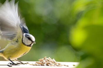 Graines de tournesol décortiquées Sac de nourriture pour oiseaux XL de 20 kg, nourriture pour oiseaux sauvages toute l'année à saupoudrer (24097e) 4