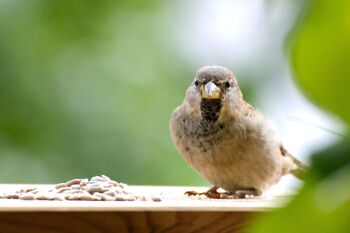 Graines de tournesol décortiquées Sac de nourriture pour oiseaux XL de 20 kg, nourriture pour oiseaux sauvages toute l'année à saupoudrer (24097e) 6